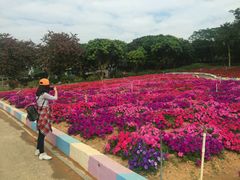 -松山湖梦幻百花洲