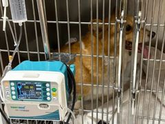 -康成宠物医院24H·CT·核磁共振