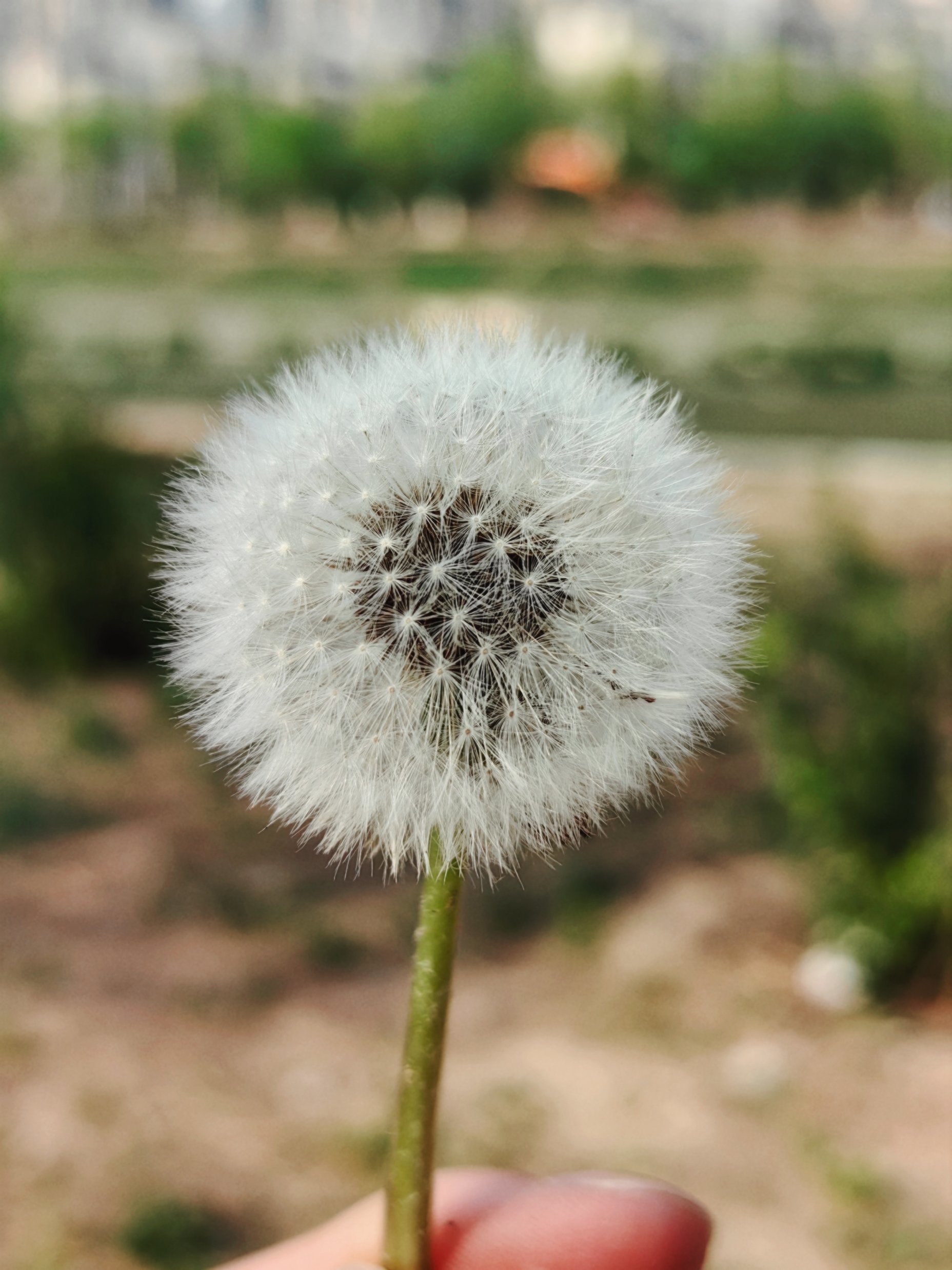 蒲公英春日风景