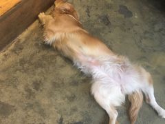 -萌喵宠狗爱心宠咖
