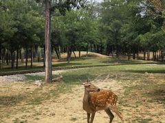 -秦皇岛野生动物园