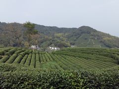 -龙井村
