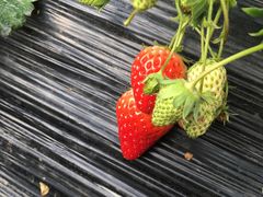 -胜丰草莓采摘园