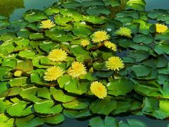 -国家植物园南园