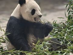 -石家庄市动物园