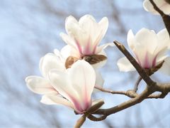 玉兰花-白马涧龙池景区