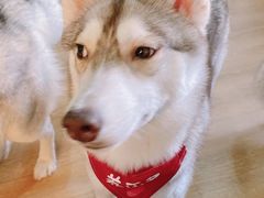 -Husky Go! 哈士奇体验馆·宠物咖啡厅狗咖