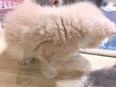 -屋虎猫馆(宝安大仟里店)