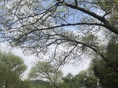 -佛山华盖山公园