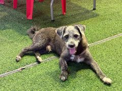 -云晓光头烧烤吧(川沙绿地店)