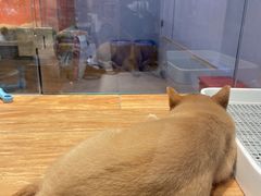 -狗道宠物(常熟印象城店)