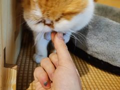 -喵屿·大理花园猫咖