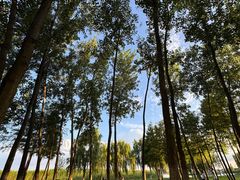 -合肥滨湖国家森林公园