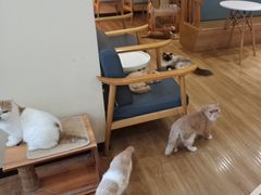 -滚猫咖啡·猫咖·猫友好撸猫(未来城店)