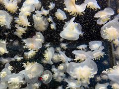 -太平洋海底世界