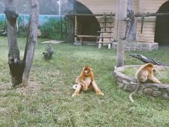 -西安秦岭野生动物园