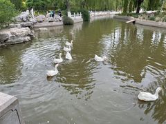 -莲花池公园