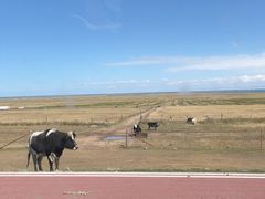 -青海湖国家重点风景名胜区