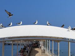 -海驴岛(荣成市)