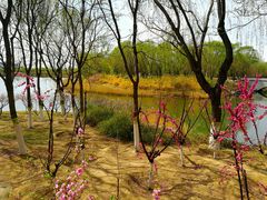 -大兴滨河森林公园