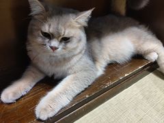 -逗柴咖啡屋·狗咖猫咖宠物桌游