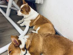 -浣熊柯尔鸭土拨鼠·电玩咖