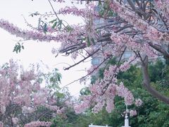 -深圳国际园林花卉博览园