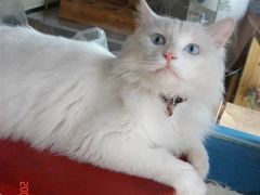 -Babycat私家御饼屋(龙头路一店)