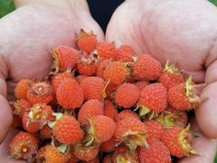 -铁山坪森林公园