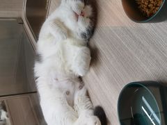 -飞行喵MR PILOT|猫舍·猫咖(静安大融城店)
