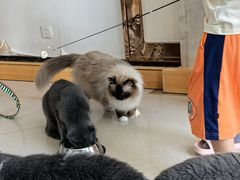 -Catmate·猫肥家润(金润铂宫店)