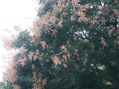 -昆山城市生态森林公园