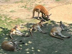 -西霞口神雕山野生动物世界