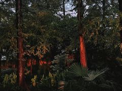 -杭州植物园