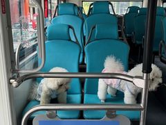 -帕帕拉兹宠物(亚洲旗舰店)