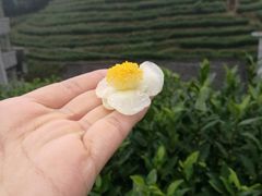 -江西阳明山国家森林公园