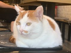 -平行世界·猫咖(首经贸店)