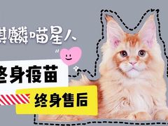 -十年猫舍·猫咪专门店(普陀店)