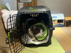-御宝贝·A梦猫科宠物医院(国际猫友好医院)