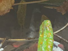 -董家庄水浒烤肉店(芙蓉洲路店)