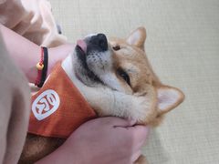 -逗柴咖啡屋·狗咖猫咖宠物桌游