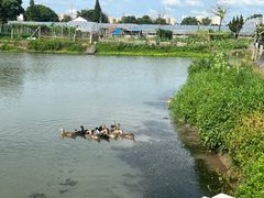 -马陆小张葡萄园农家乐