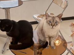 -共舞时光猫咖·狗咖(新街口店)