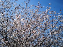 -高东镇樱花园