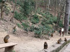 -黔灵山公园