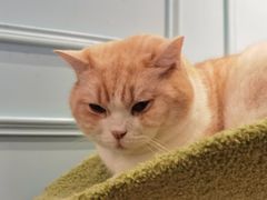 -遇见羊驼·奶狗咖·布偶猫咖·法斗柯基柴犬阿拉斯加(春熙路太古里IFS店)