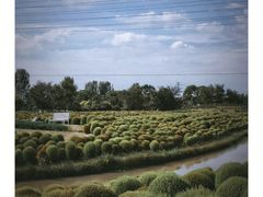 -花开海上生态园