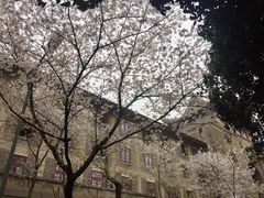 -武汉大学-樱园