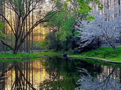 -上海共青森林公园