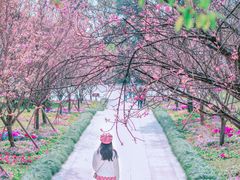 -南山植物园